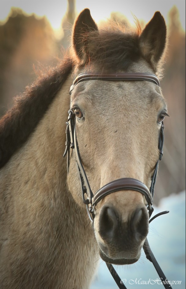 Castlequarter "Pecker" Dun
