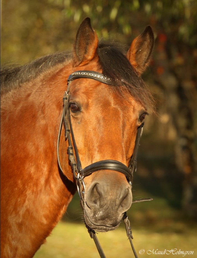 Tinnahinch Cavalier Roisin "Rossie"