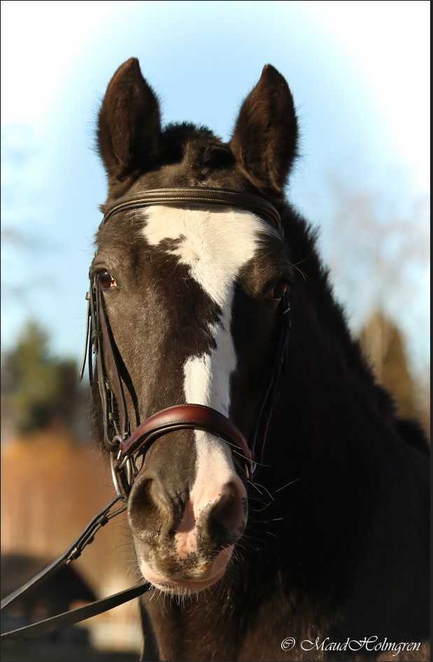 Rock House Bessie Bunter "Bessie" 