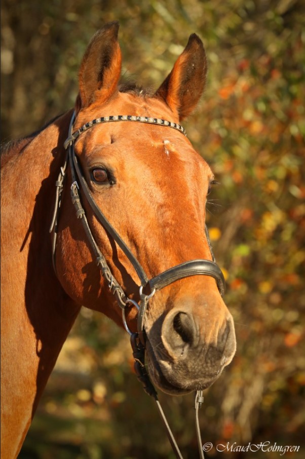 Imagination van Berg "Cooper"