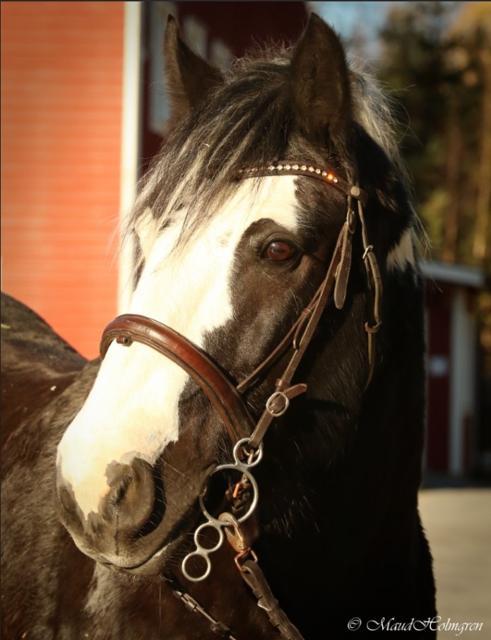 Lord Doolin Cliffs of Moher "Lordy"
