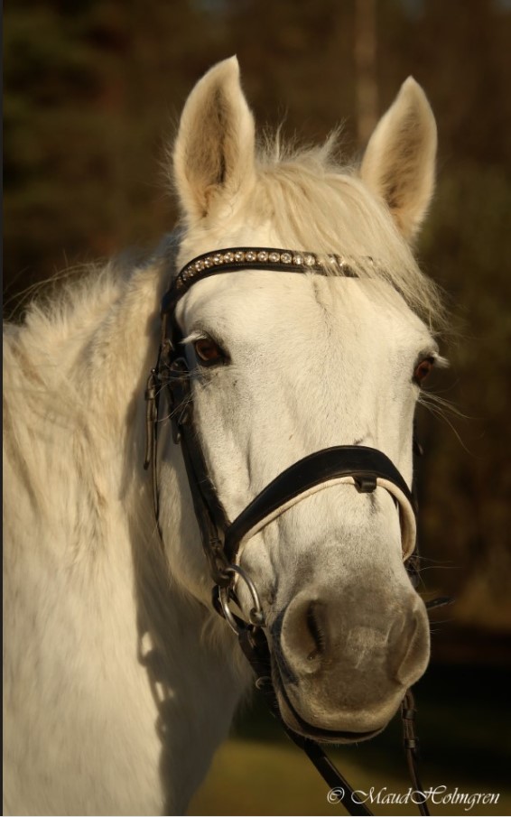 Pollabrandy Lady "Pollie"