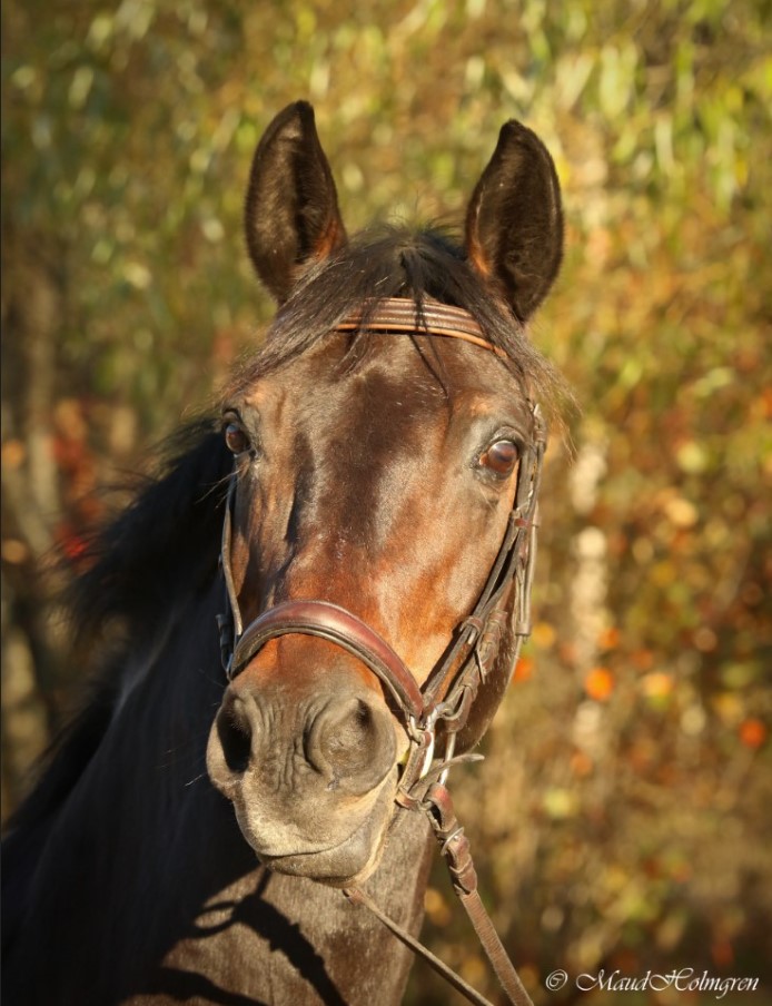 Hoelgaard's Sha Fiir