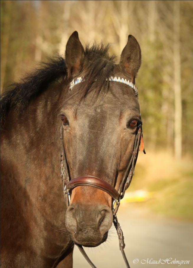 Knockjames "Twitter"